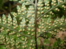 Parapolystichum glabellum. Abaxial surface of fertile frond showing sparse hairs on the rachis and costae, and concolorous, reniform indusia.
 Image: L.R. Perrie © Leon Perrie CC BY-NC 3.0 NZ